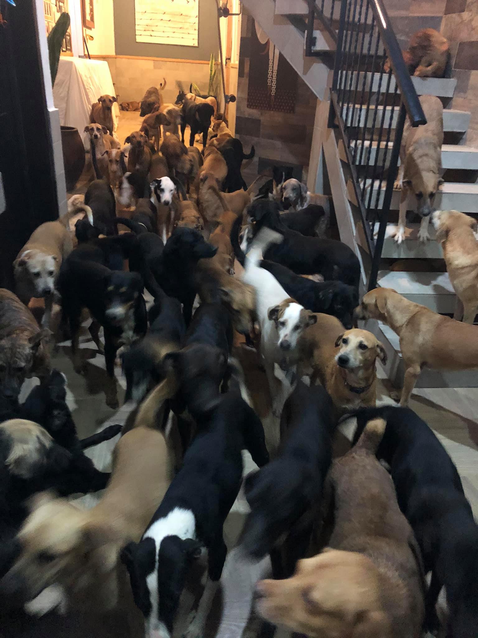 Hombre lleva 300 perros a su casa para protegerlos del huracán